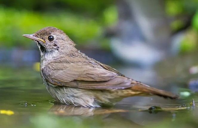 52 интересных факта о соловьях